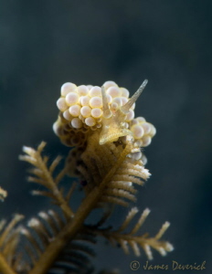 Doto Sp. by James Deverich 